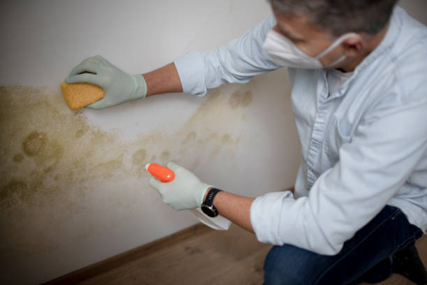 Best Fast Mold Removal  in Rusk, TX