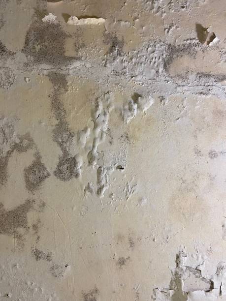 Rusk, TX Mold Removal Company