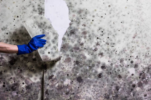 Best Home Mold Removal  in Rusk, TX