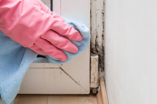 Best Certified Mold Removal  in Rusk, TX