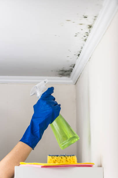 Best Mold Testing  in Rusk, TX