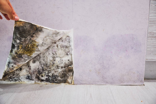 Best Emergency Mold Removal  in Rusk, TX